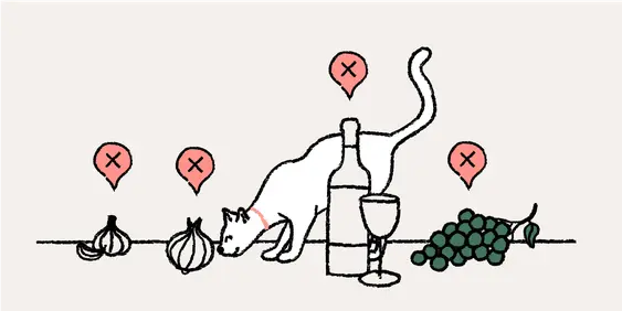 A cat sniffing an onion