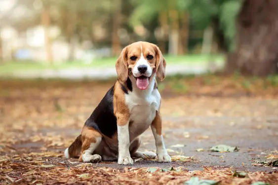 Brown Beagle Dog