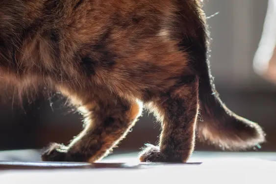 A close-up of a tabby cat's legs and tail, standing on a surface with light shining on its fur.