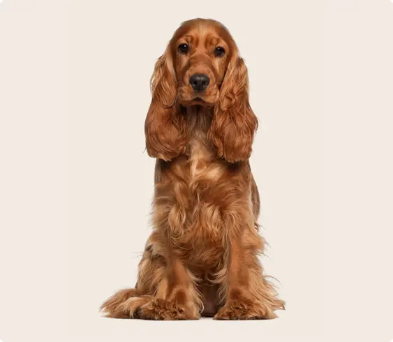 Cocker Spaniel