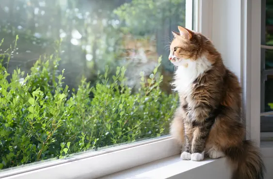 A brown cat staring out of the window, sitting indoors on a perch near the bottom corner of the window pane