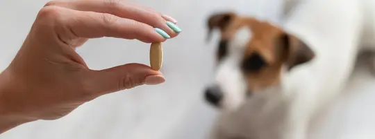 Dog looking at pill