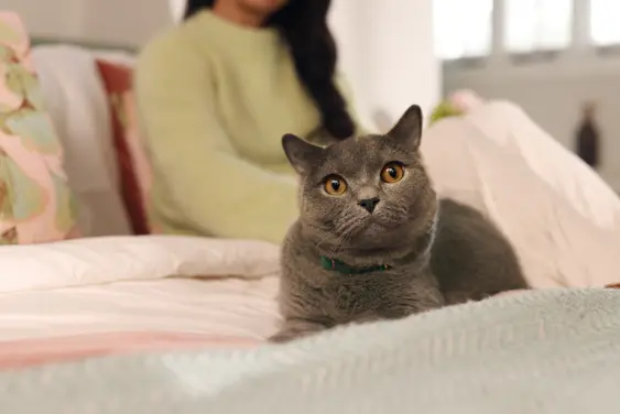 Image of a grey cat on a bed