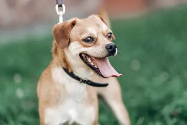 Small happy dog portrait, close-up of cute brown puppy smiling outdoors in a park, funny emotional puppy with tongue sticking out