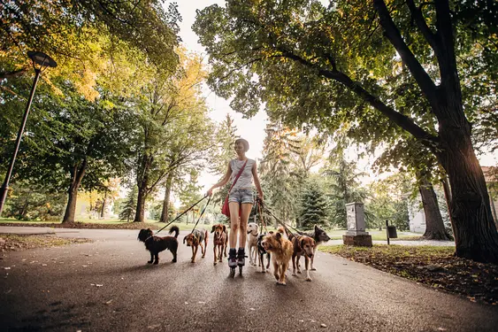 Professional dog walker walking seven dogs in a park