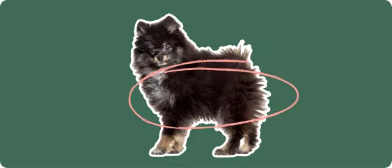 Pomeranian
