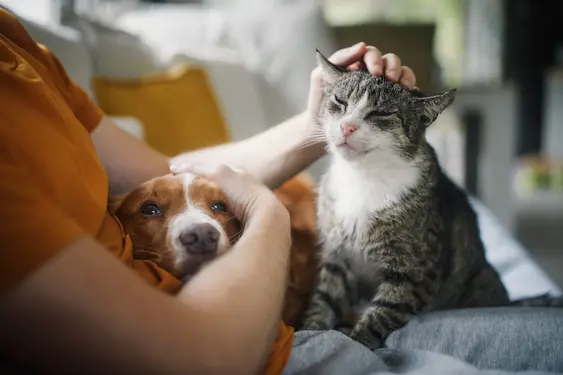 A brown dog and a grey cat getting petted by their owner as they sit in their lap