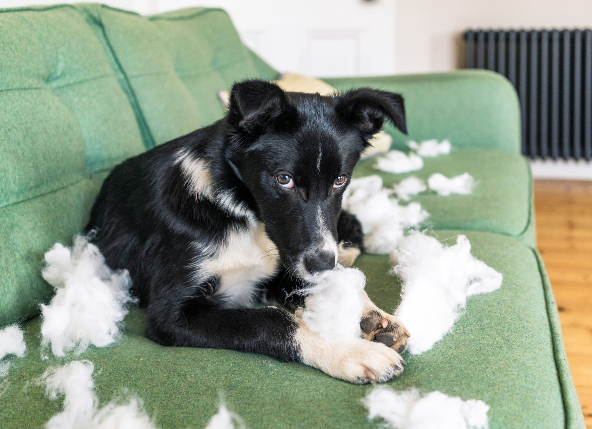 Image of a Border Collie puppy who has just bitten up a couch, they are looking into the camera surrounded by fluff
