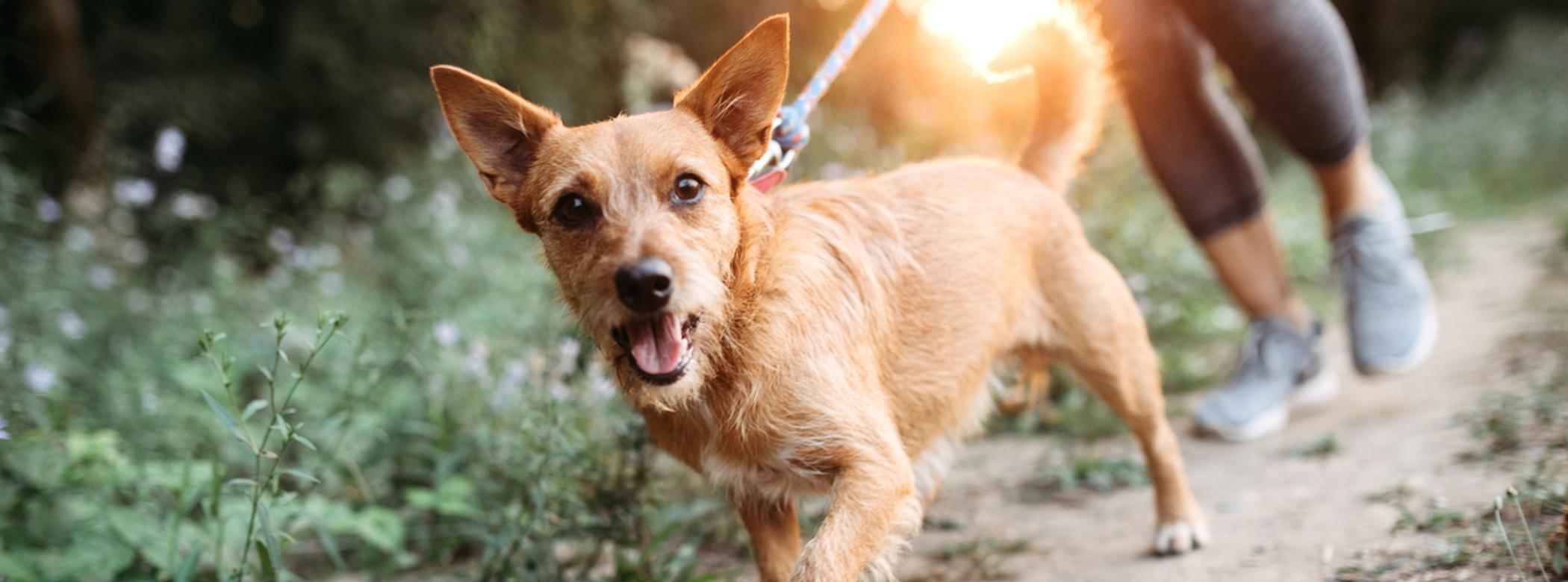A middle aged women enjoys a morning run on a beautiful sunny day with her pet, the dogs appreciating the time outside. They jog on a forest trail, the setting sun casting an orange glow on the scene.