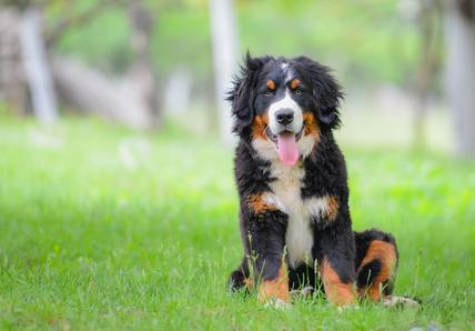 Bernese Mountain dog sitting on the grass