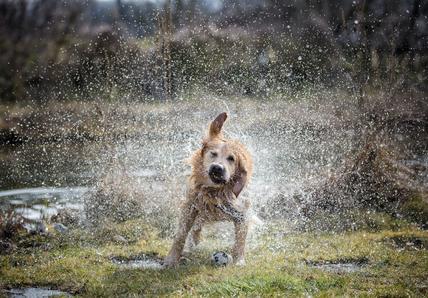 Wet dog shaking off the rain