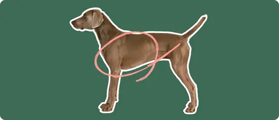 Image of a brown Weimaramer with a pink circle drawn around its chest