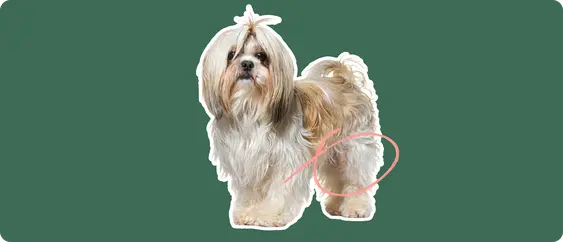 shih tzu with a pink circle drawn around its knee