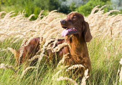 Dog in a wheat field
