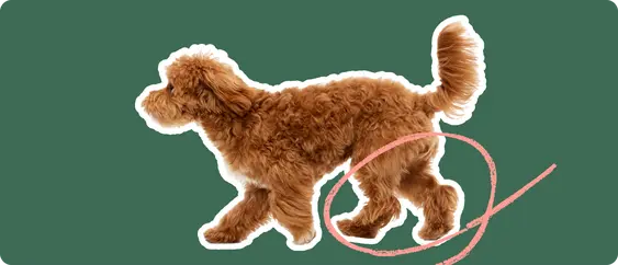 Maltipoo