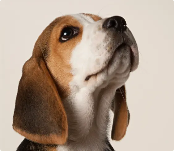 Beagle
