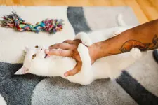 white cat on blue and white polka dot rug lays on belly and clutches human arm with tattoo in claws