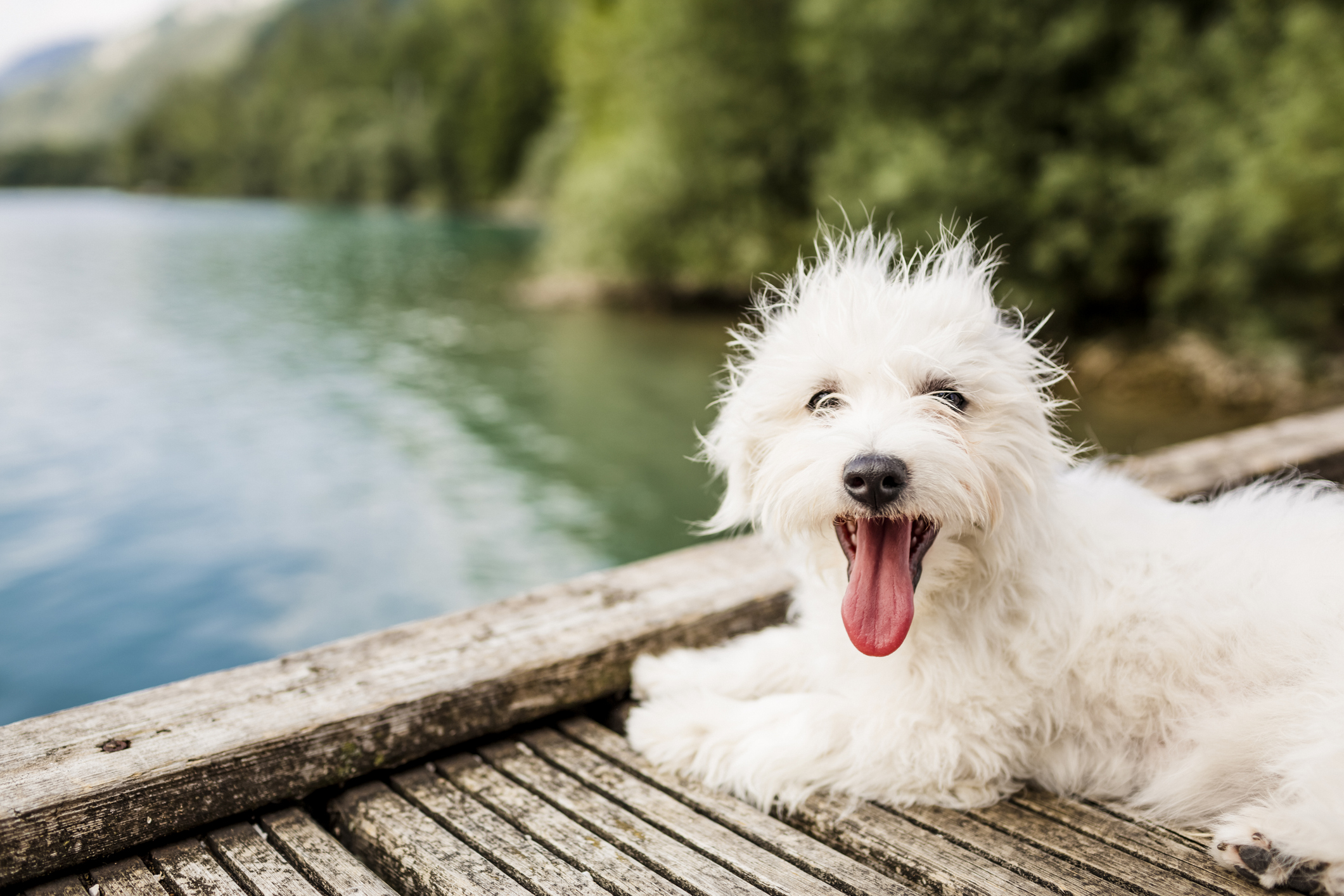 A small white dog pants on a boardwalk next to a river, they're looking into the camera