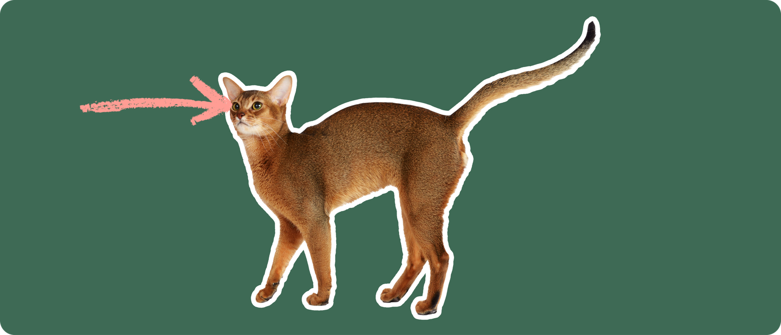 An orange-brown Abyssinian cat on a green background with a pink arrow pointing to it's eye