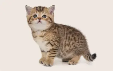 A young Munchkin kitten on a beige background