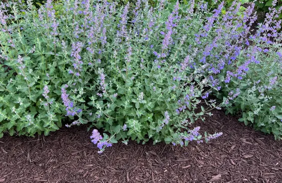 A bundle of catnip growing outdoors next to lavender