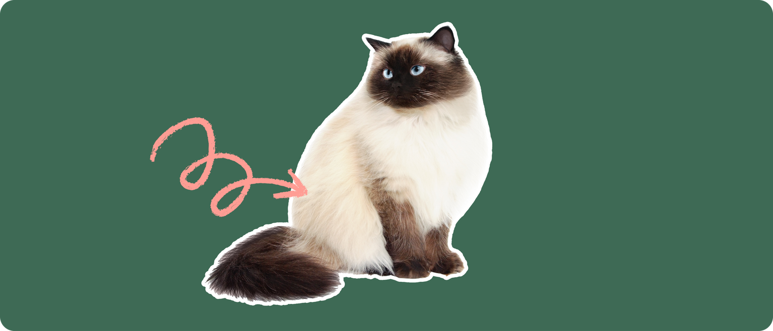 A Himalayan cat cut out with a white outline on a green background with a pink arrow pointing to its lower back