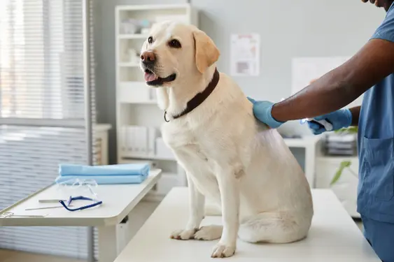 yellow lab with black collar and mouth open sits on top of the vet's exam table while being examined.