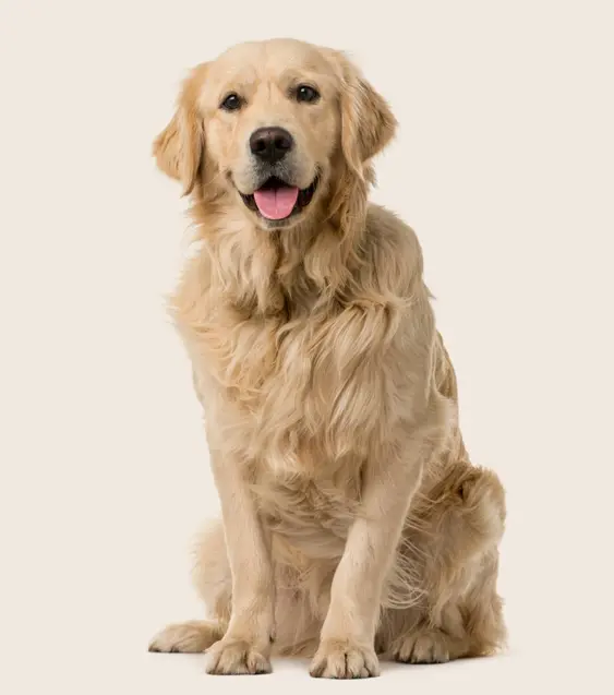 Golden retriever sitting 