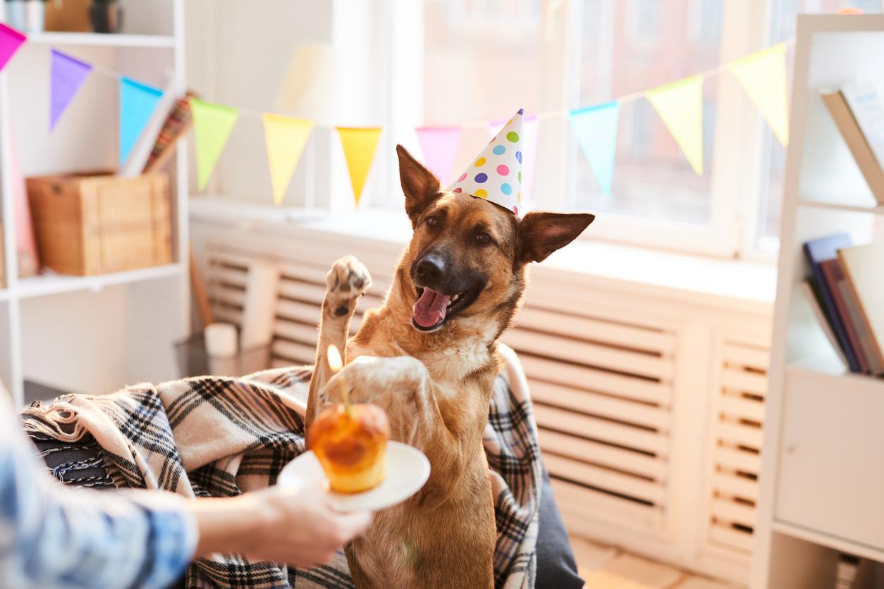 A cheerful German Shepherd wearing a party hat with polka dots is sitting indoors with bunting flags in the background. The dog appears to be smiling and raising one paw as if waving, while a person's hand offers it a small birthday cake with a lit candle.