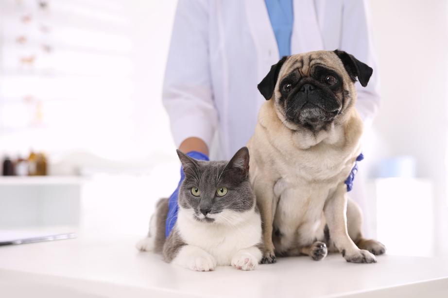 Vet petting dog and cat