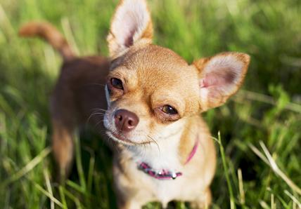 Fawn coloured Chihuahua in the grass