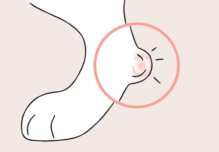 A drawing of a dog's foot with a circled area highlighting a red, inflamed spot on the heel