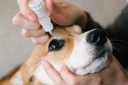 A woman putting eye drops in a beagle's eye