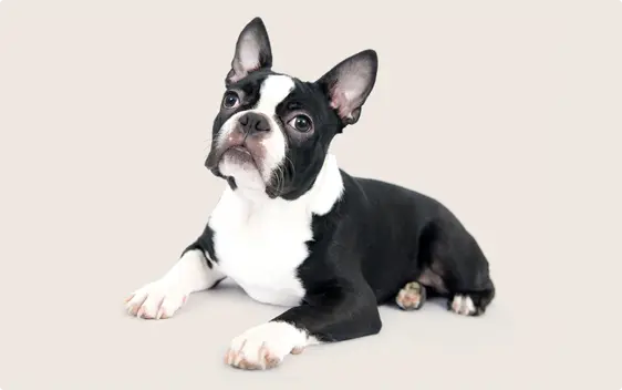 Boston terrier