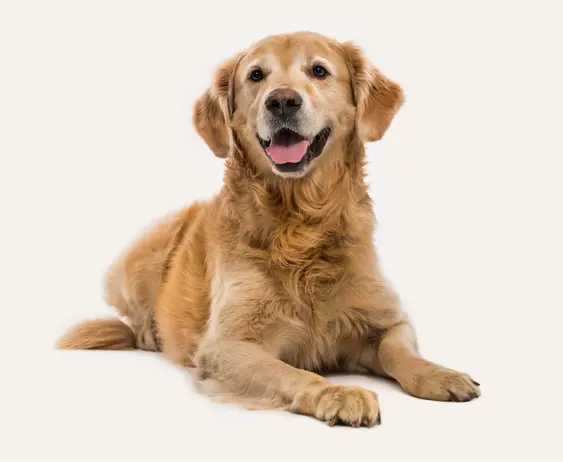 A golden retriever lying down, smiling with a tongue out, showing a lush golden coat, set against a clean beige background.