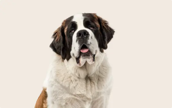 Close up of a Saint Bernard dog on a beige background