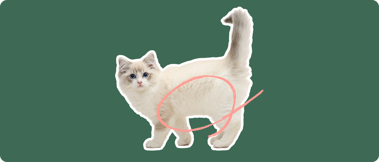 A Ragdoll cat with cream fur and blue eyes looks directly at the viewer, with a pink line encircling to its lower stomach against a dark green background, signifying potential gastroenteritis, a condition this breed can be prone to.