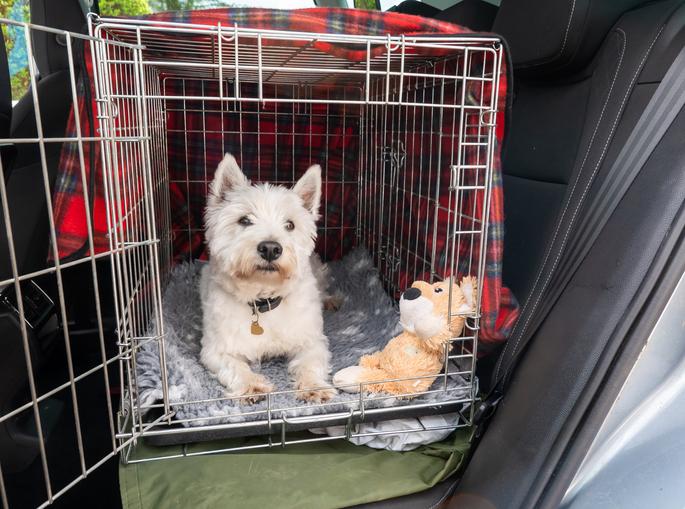 Dog sitting in a crate