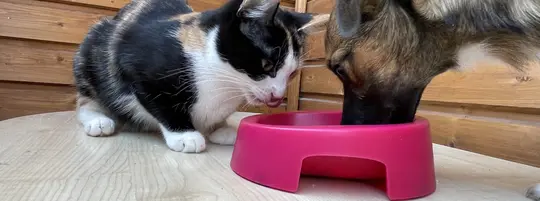 A cat and a dog eat out of the same bowl