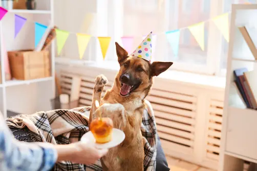 A cheerful German Shepherd wearing a party hat with polka dots is sitting indoors with bunting flags in the background. The dog appears to be smiling and raising one paw as if waving, while a person's hand offers it a small birthday cake with a lit candle.