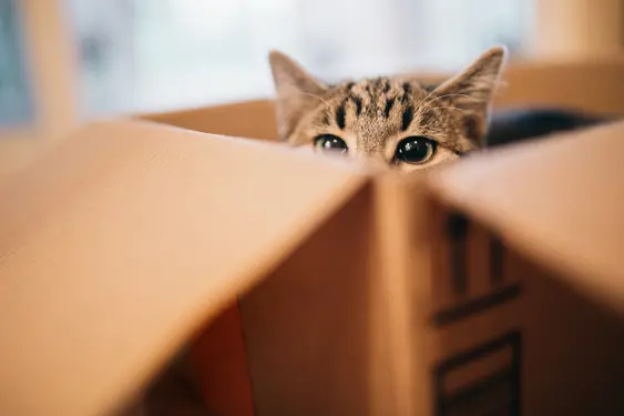 Cat in a box