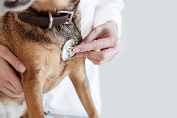 A vet uses a stethoscope on a brown dog, the image is focused on the dog's chest