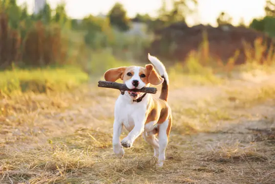 Beagle running with a stick