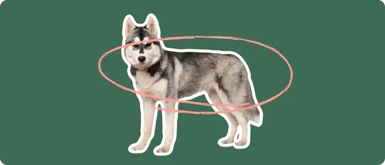 Husky