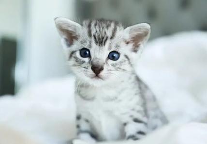 Egyptian Mau kitten