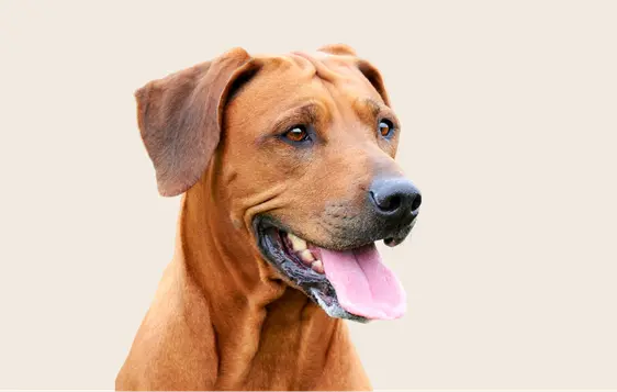 Image of a brown Rhodesian Ridgeback with its tongue out