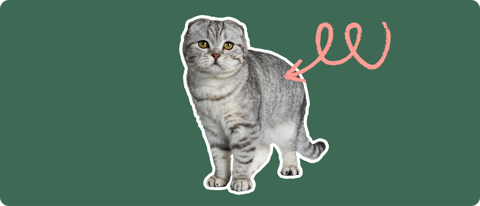 A grey and white scottish fold cat cut out, with a white outline, with a pink arrow pointing to it's back, on a solid green background