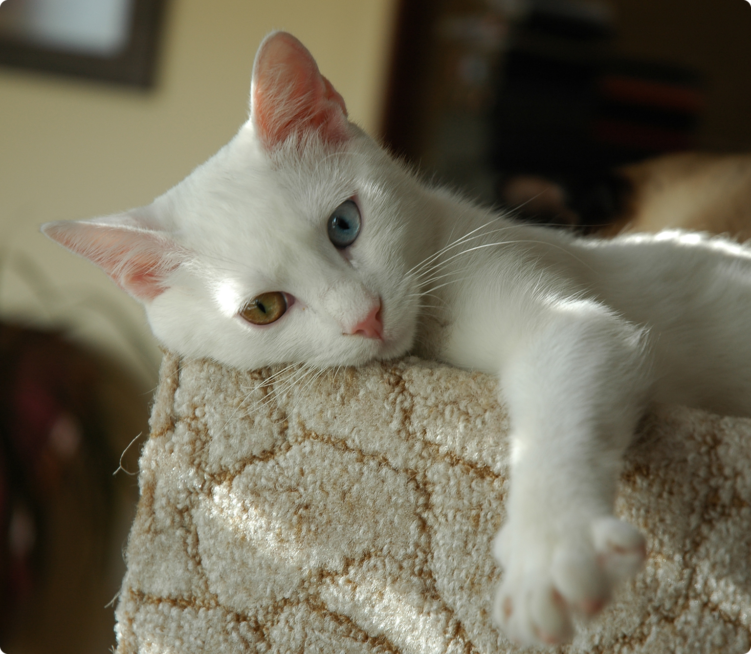 A Turkish Van cat with one blue eye and one amber eye, sleeping on a beige carpet