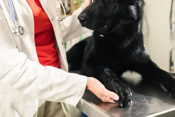 vet wearing red shirt and white coat examines black dog's paw atop an operating table.