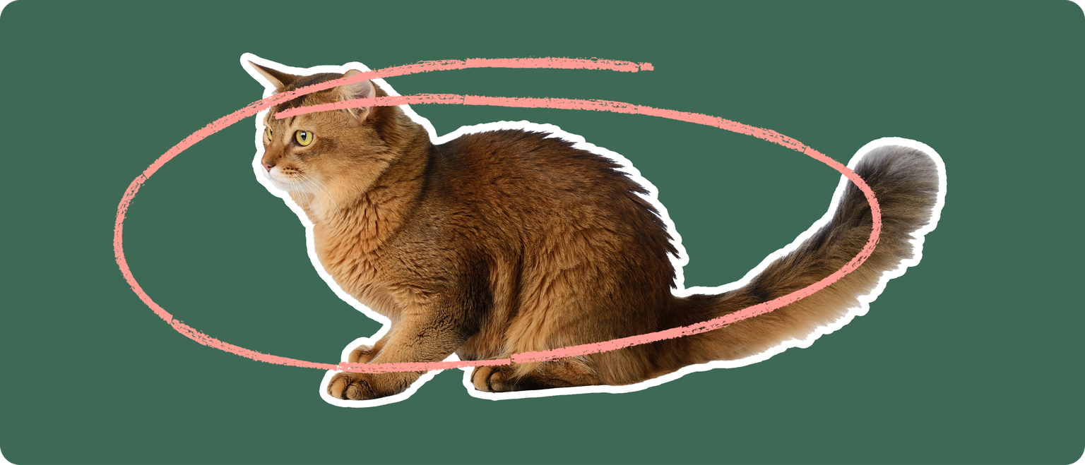 A sideview of a Somali cat cut out with a white outline, with a pink circle around it's body, on a solid green background